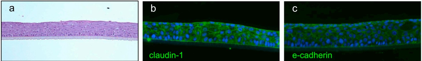 Observation of the RhCE model by histology and immunohistology. (Garcia, 2019)